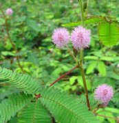 含羞草、花卉種子、花種、盆花