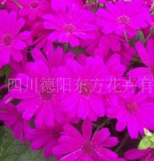 瓜葉菊（東方1號(hào)）種子，花卉種子、花種、