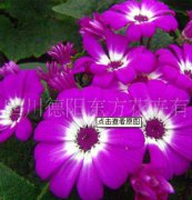 瓜葉菊：東方三號(hào)，瓜葉菊種子、盆栽花卉、花